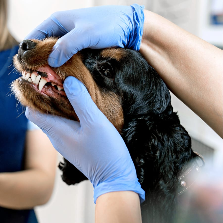 Pet Dental Care, Concord Vet